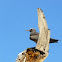 Brown noddy tern