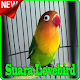 Master Lovebird Terbaik mp3 Download on Windows