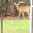 White-tailed deer