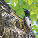 European Starling