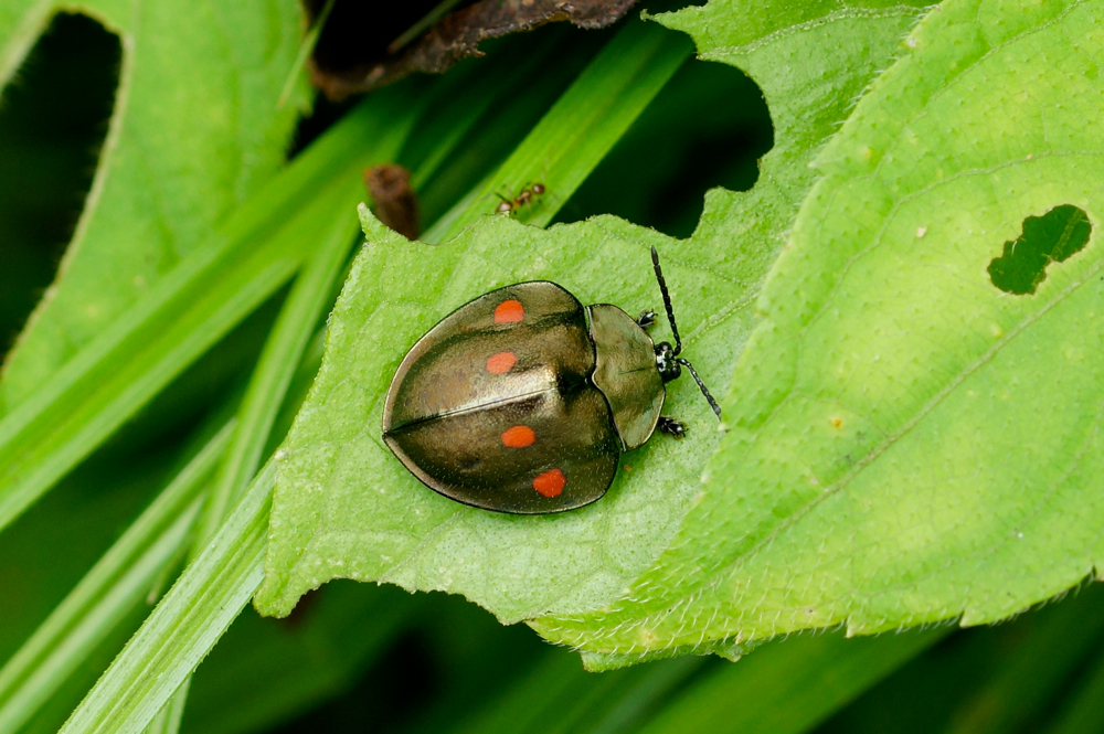 Tortoise Beetle