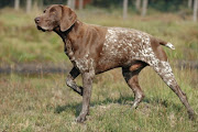 A  German short-haired pointer. File photo