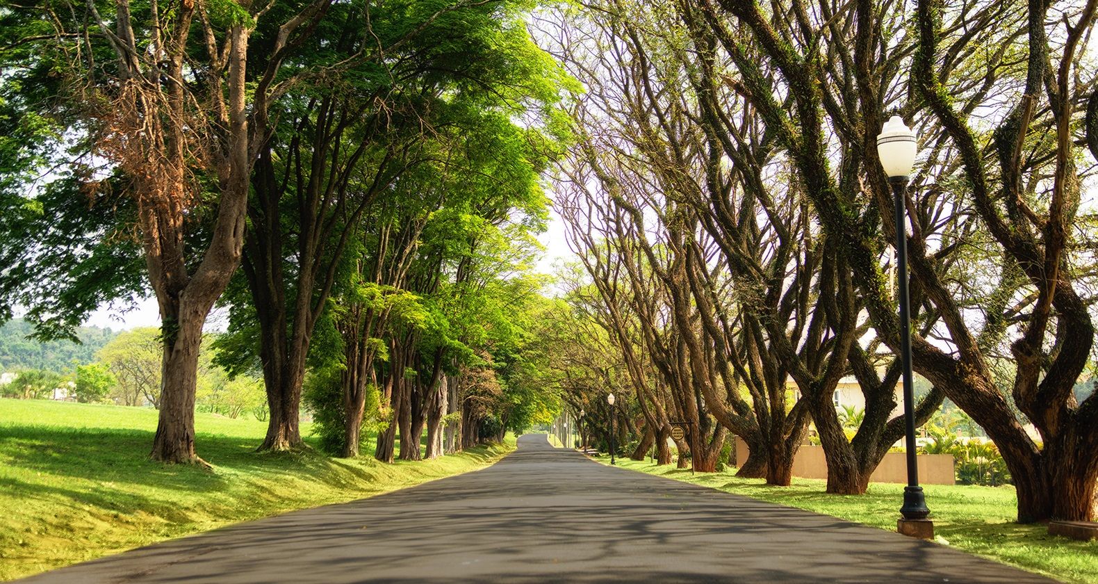 Terrenos à venda Condomínio Residencial Phytus