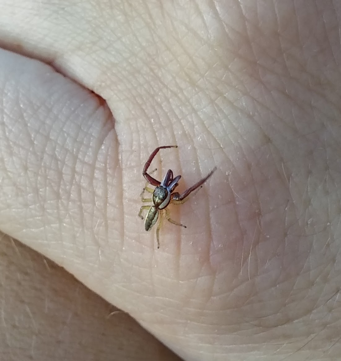 Common Hentz jumping spider