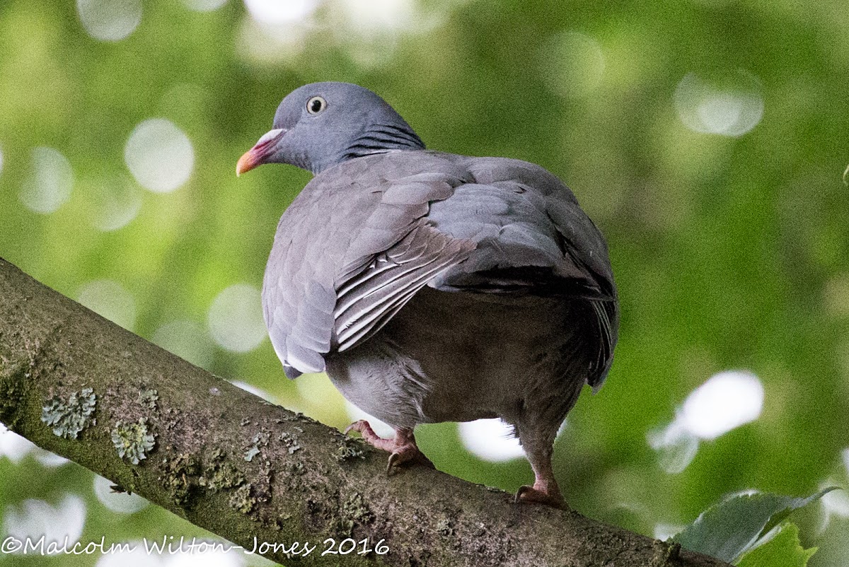 Woodpigeon