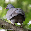 Woodpigeon