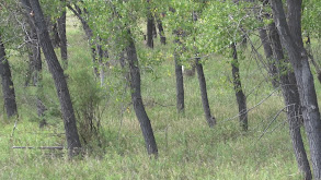 Colorado Mule Deer thumbnail