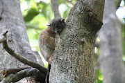 The endangered Northern Sportive Lemur.