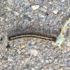 Eastern tent caterpillar