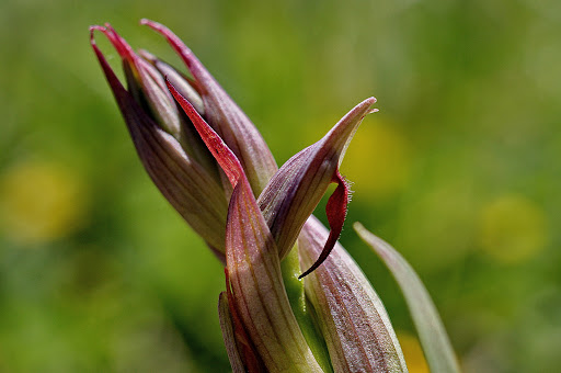 Serapias parviflora