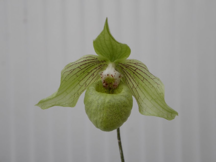 Paphiopedilum jackii KeDFRGHstsCBFtD5sk-YKztp4kwHh3j1nobHx5DiNMzACDyQG6SaQXcw570x6axy7JydhMbHCcNY0NShBJ9BwxMX9R0oCnYL0gzxoVMHXXplxrJGfz6pHFBLQ6zJcFRr_W5LqjPXS2W3yJRmIUSst-LQmb9mcHp7y5j3-PGJONgjc3r5VjPgCji8Bu5AwNrkcbmW29judQ6dFhX0qq4w7LqWZIf8PlYqeWB6vndHob2T5mAH-rAibdFUhB4NY02DurJZQaqvreOO2x45UXlI3GiygeWYHmaBHIxJ69OnGfYG2sENGO2G67W8NaP-5fQ5Asie1HHr3wLhewcrhDqSu-o_ryb8hgJgAAWc52RT-CRsfrPgBLBab1pju_aaqWDFM4HngsEyD9fQc5JlTsSs9o34x7Or-453pDCzdS1ggpfTALtM14KMSs9lPGNxQsES3WduWxQsphYDvtBAUtsbqi_SYn_GcSuAJawsW5Sd6ANtzOZdyhfXWgG6DVgbtJLQrFl-p6wmWwgAHSx3WvwES1Cm_BaiYXe53W_Yb57abQE45Nn_iW5Wx0-EOYCaNzaHH6LZn7RlDGfRXD97LHq9tRpt8tNcRlQAZ9qCBg2hnLbaLl95oxdM=w847-h635-no