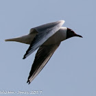 Black-headed Gull; Gaviota Reidora