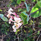 Honeysuckle. Madreselva