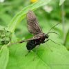 Tiger Moth