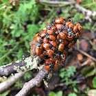 Convergent Lady Beetle