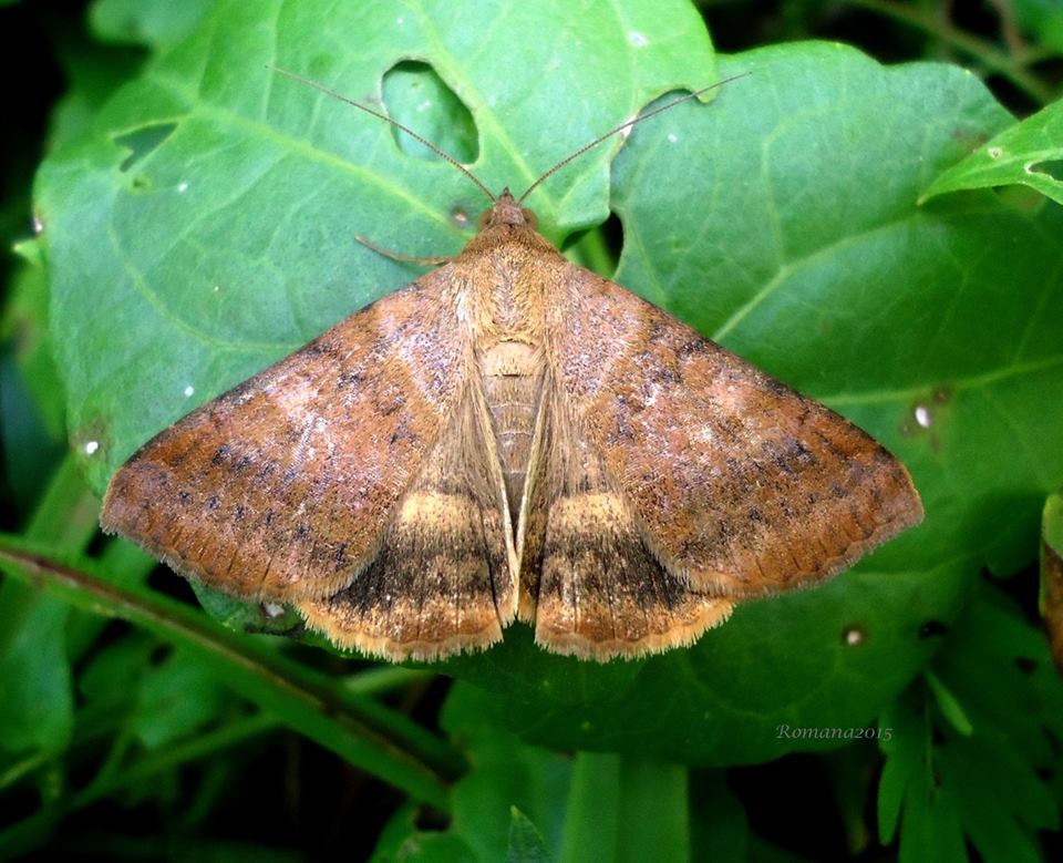 Erebid Moth