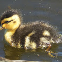 Baby Mallard