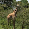 Masai Giraffe (Juvenile)