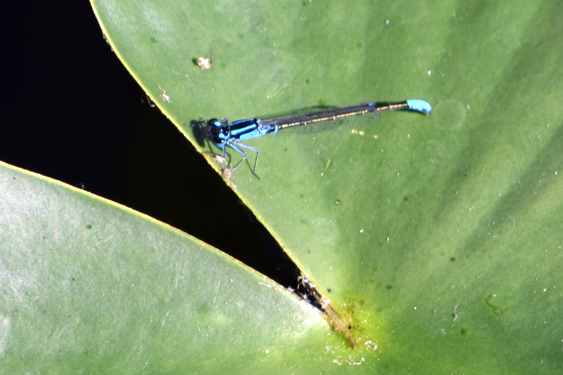 Lilypad Forktail