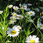 Oxeye Daisy