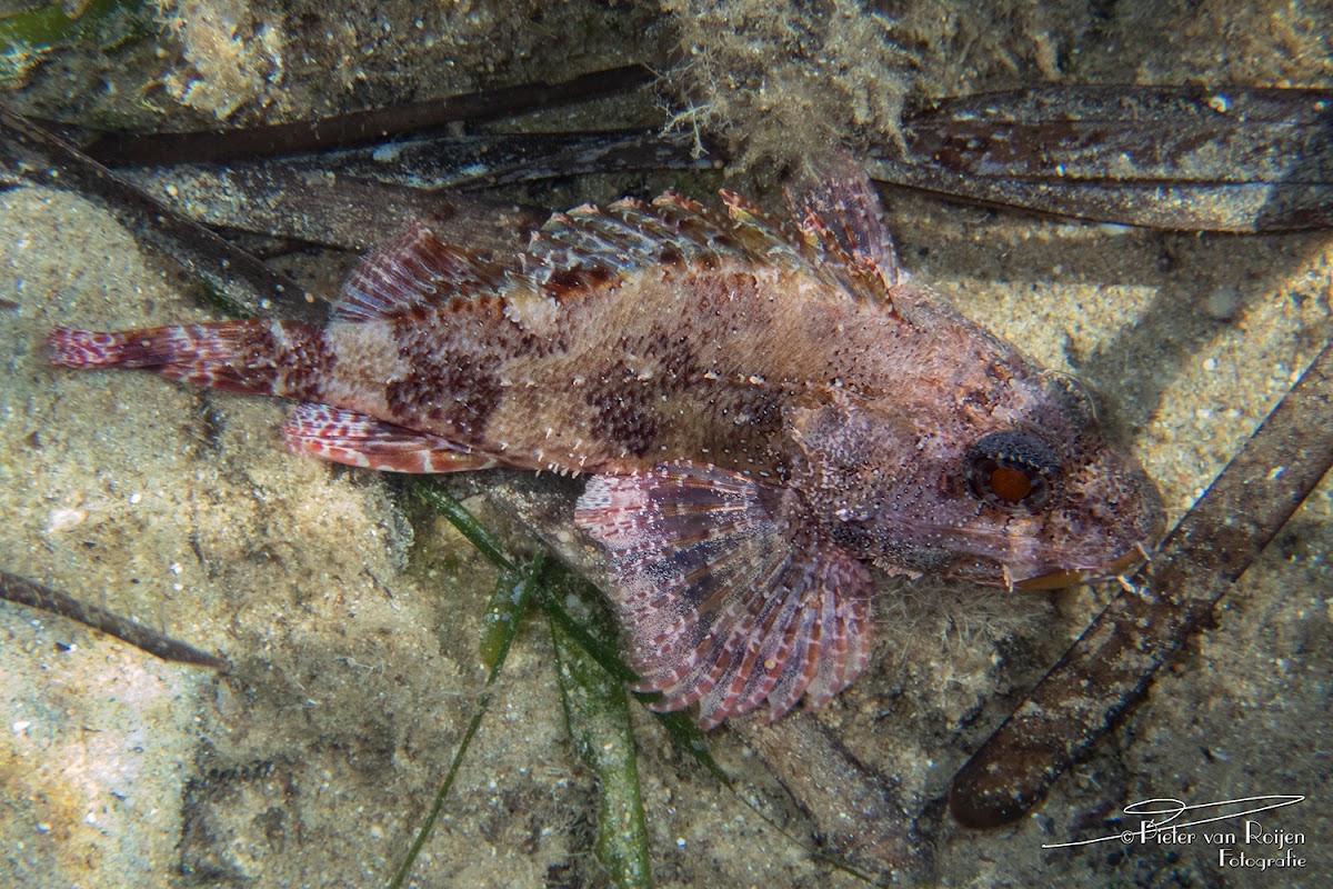 Small red scorpionfish