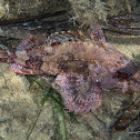 Small red scorpionfish