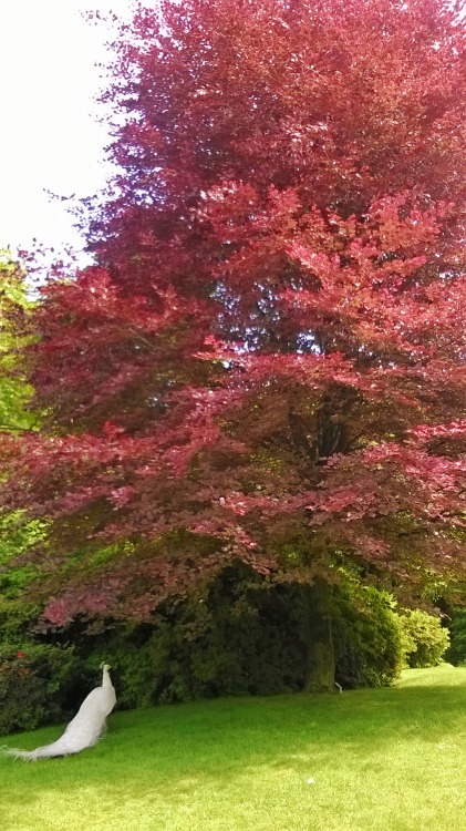 l'albero e il pavone di utente cancellato