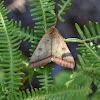 Moth (Erebidae)