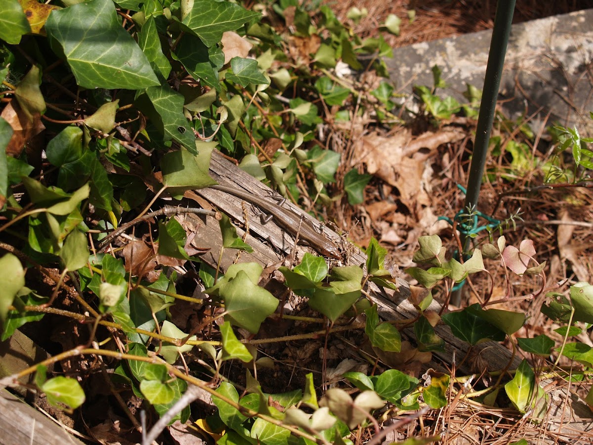 Broad-headed Skink