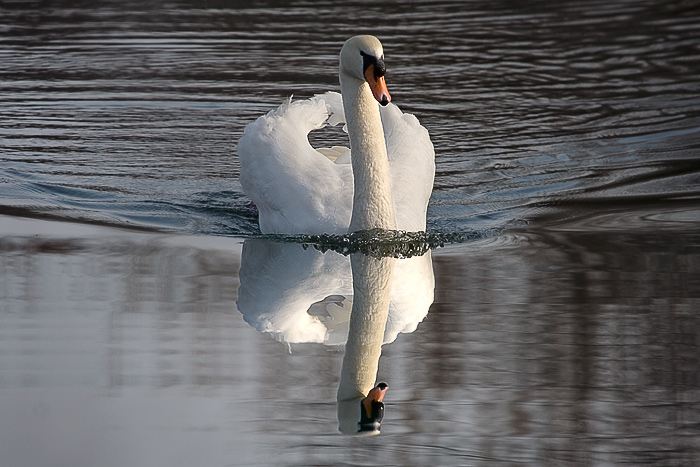 Cigno riflesso di messersnif