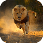 Real Lion Simulator 2017 Apk