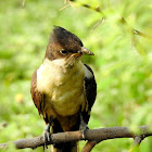 Jacobin cuckoo