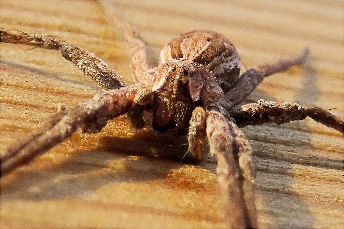 Nursery web spider