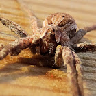 Nursery web spider