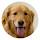 Golden Retriever HD Wallpapers Pet Hot Topics