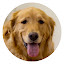 Golden Retriever HD Wallpapers Pet Hot Topics