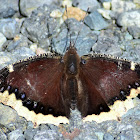 Mourning cloak