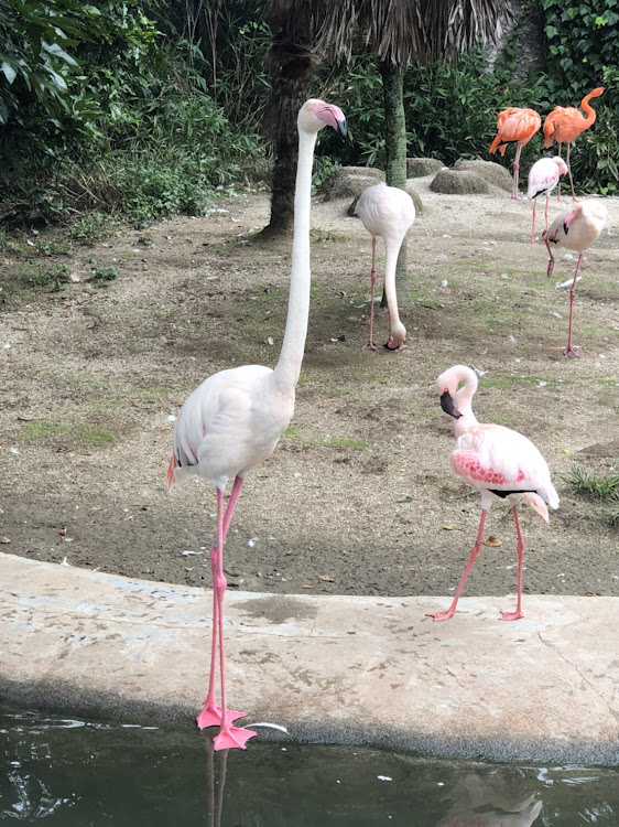 ISのドライブ・動物園・広島に関するカスタム事例の投稿画像5枚目