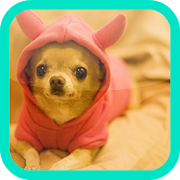 Chihuahua wallpaper  Icon