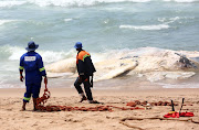 Officials work on removing a humpback whale carcass that washed up on Umhlanga's premier beach in front of the Beverly Hills and Oysterbox hotel on October 20 2018 
