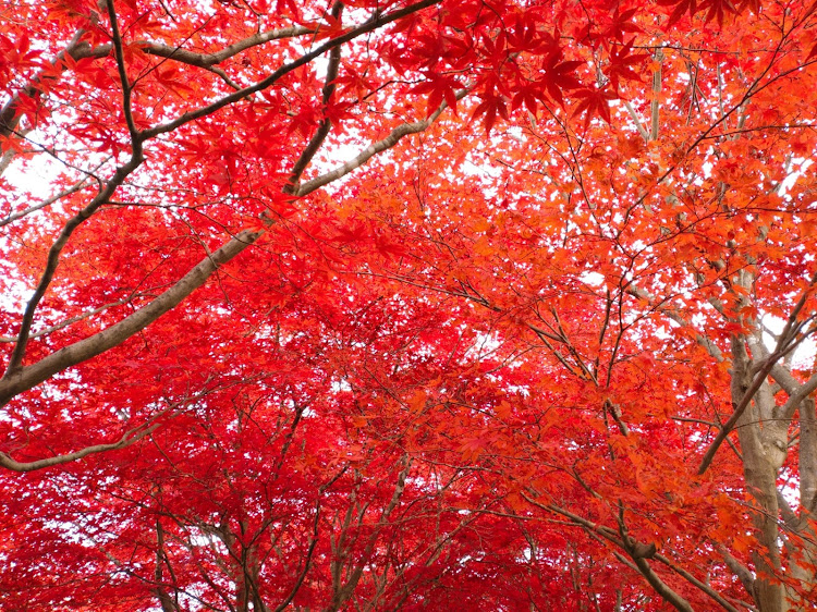 WiLLサイファの秋満喫ドライブ・紅葉ドライブ・紅葉と愛車・飯テロに関するカスタム事例の投稿画像6枚目