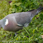 Woodpigeon