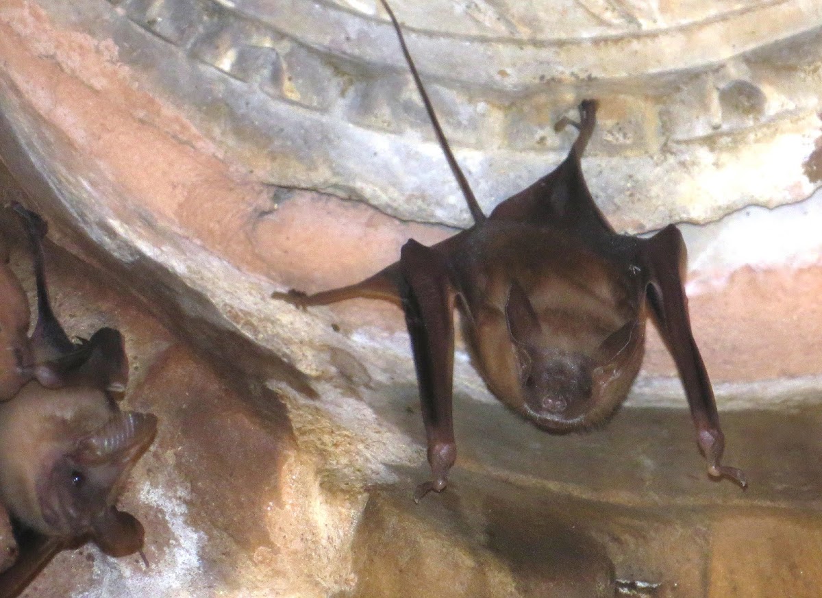 Mouse-tailed Bat