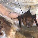 Mouse-tailed Bat