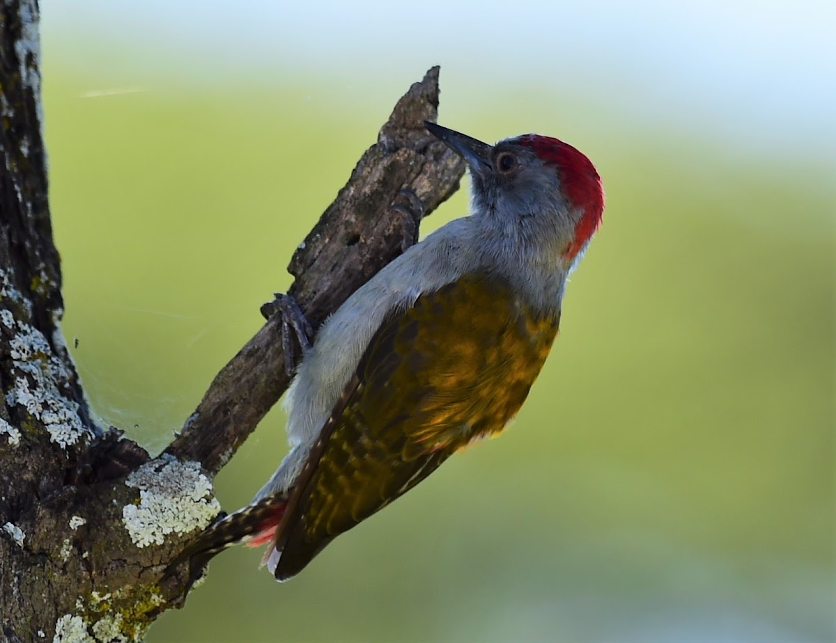 Grey Woodpecker