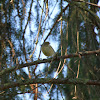 Wood Warbler