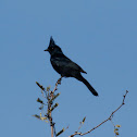 Phainopepla