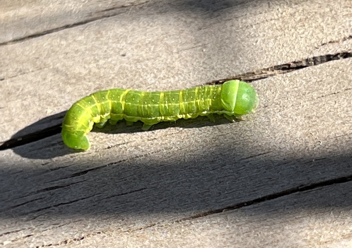 Caterpillar