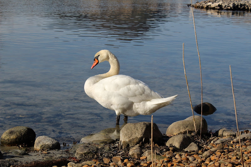 Vita sul Lago ad Angera di Principiante2018