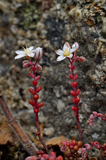 Sedum brevifolium